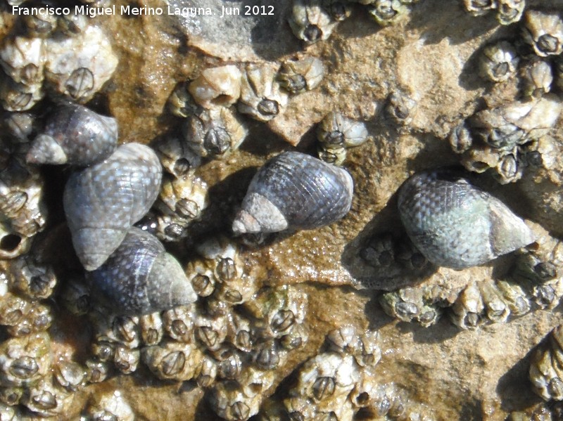 Caracola Peonza - Caracola Peonza. Torreguadiaro - San Roque