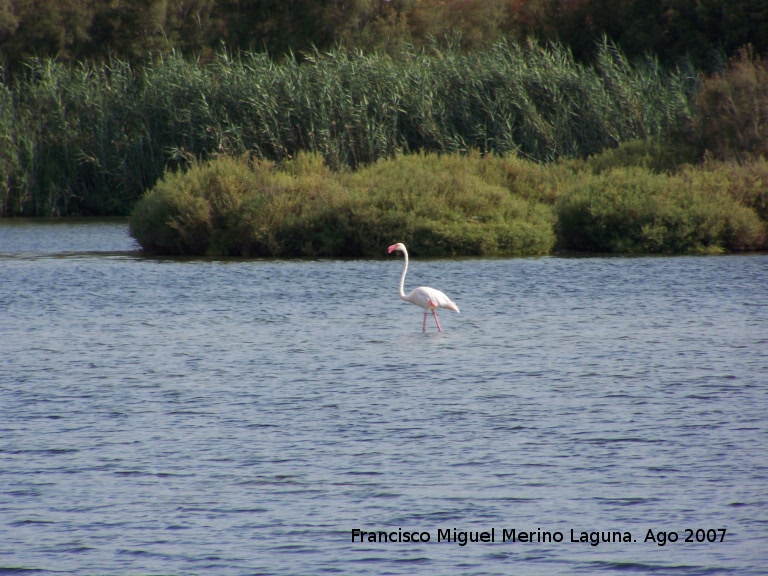 Pjaro Flamenco - Pjaro Flamenco. Santa Pola