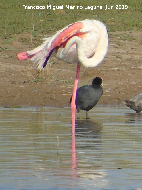 Pjaro Flamenco - Pjaro Flamenco. Laguna Dulce - Campillos