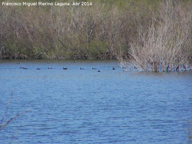 Pjaro Focha - Pjaro Focha. Laguna La Charca - Baeza