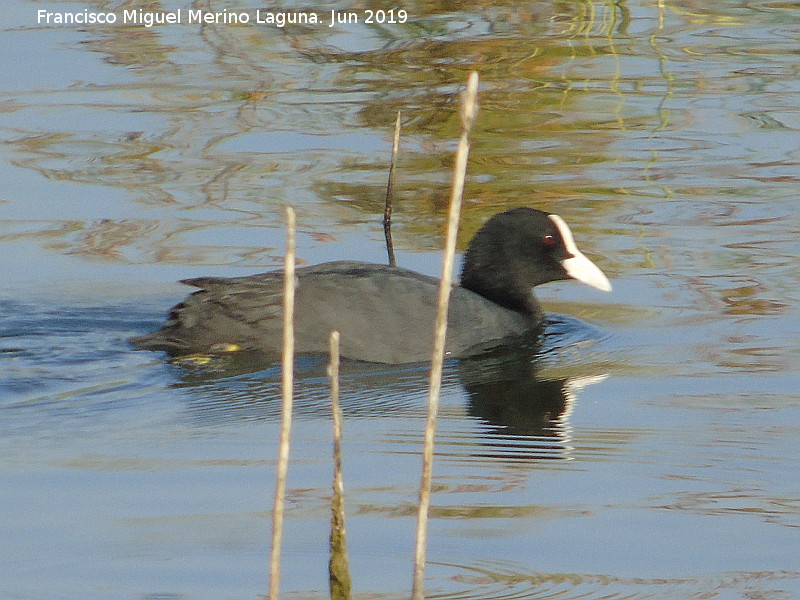 Pjaro Focha - Pjaro Focha. Laguna Dulce - Campillos