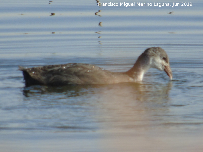 Pjaro Focha - Pjaro Focha. Pollo. Laguna Dulce - Campillos