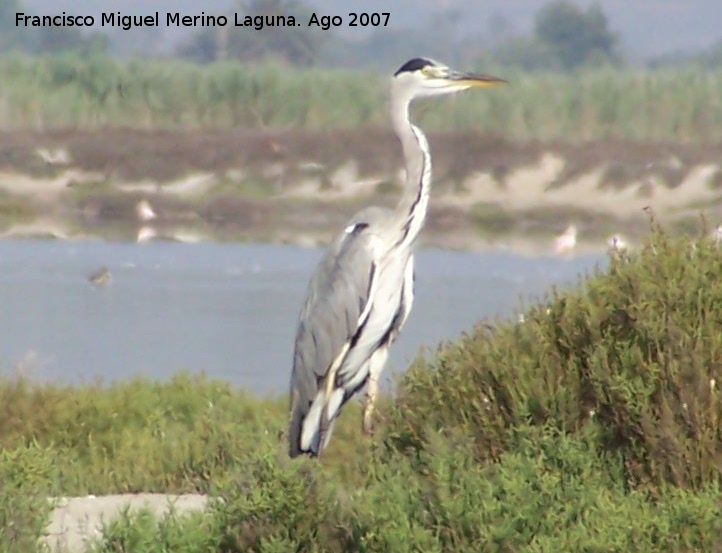 Pjaro Garza real - Pjaro Garza real. Santa Pola