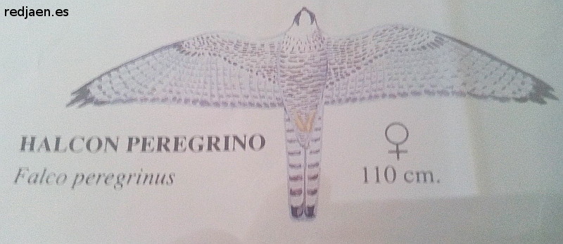 Pjaro Halcn peregrino - Pjaro Halcn peregrino. Dibujo