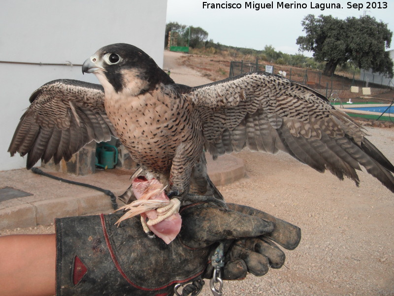 Pjaro Halcn peregrino - Pjaro Halcn peregrino. Navas de San Juan