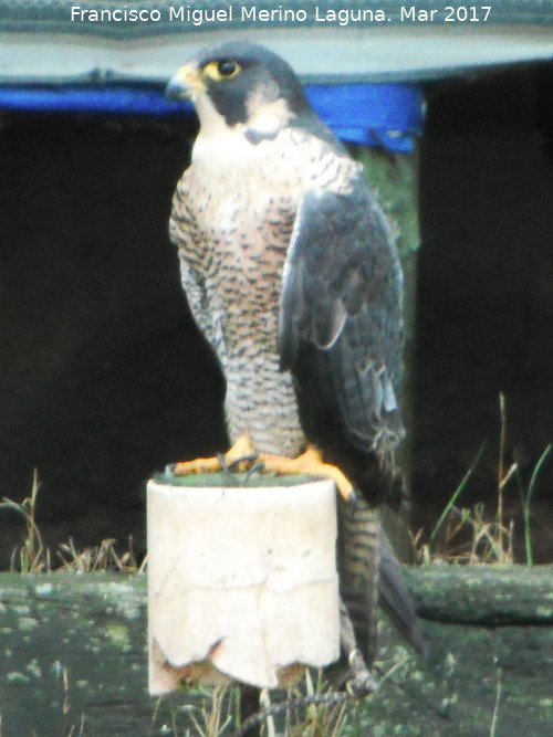 Pjaro Halcn peregrino - Pjaro Halcn peregrino. Riopar