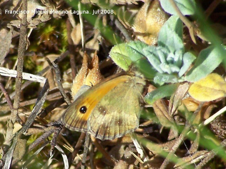 Mariposa lobito agreste - Mariposa lobito agreste. Segura