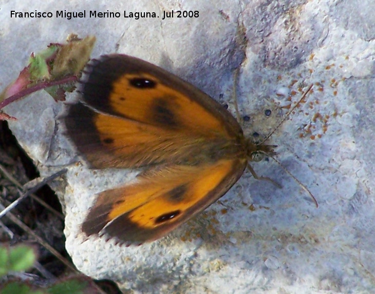 Mariposa lobito agreste - Mariposa lobito agreste. Segura