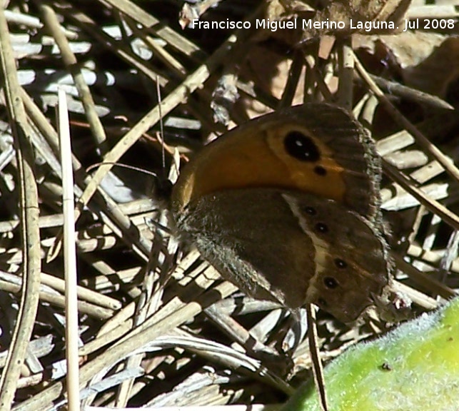 Mariposa lobito agreste - Mariposa lobito agreste. Segura