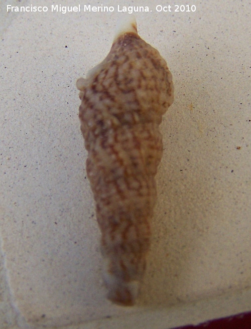 Caracola Cerithium alucaster - Caracola Cerithium alucaster. Cdiz