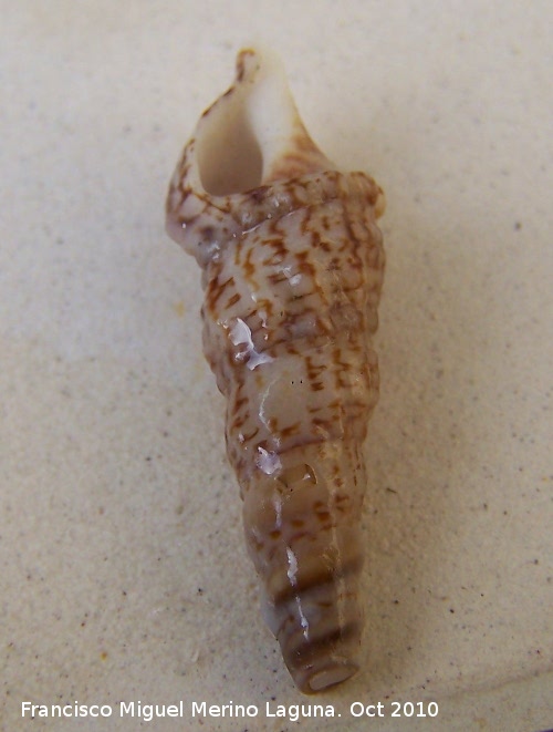 Caracola Cerithium alucaster - Caracola Cerithium alucaster. Cdiz