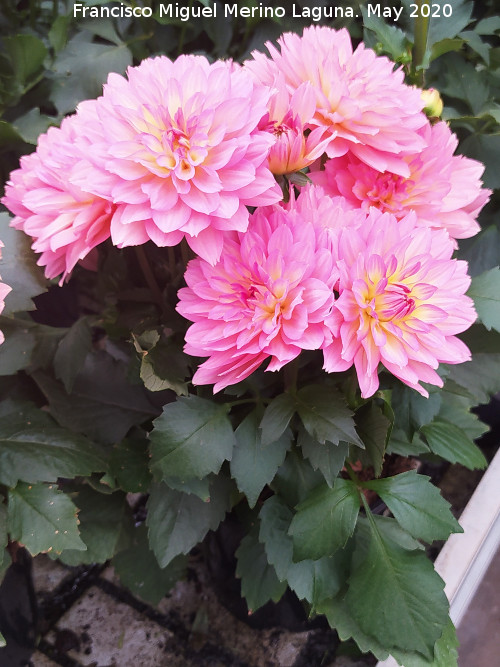 Dalia - Dalia. Ja�n