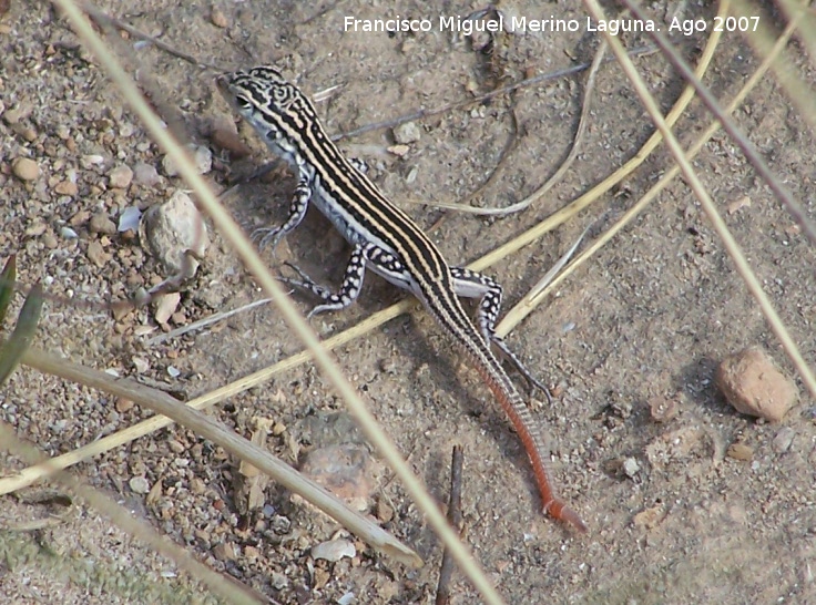 Lagartija coliroja - Lagartija coliroja. Hembra en celo.<br>Santa Pola.