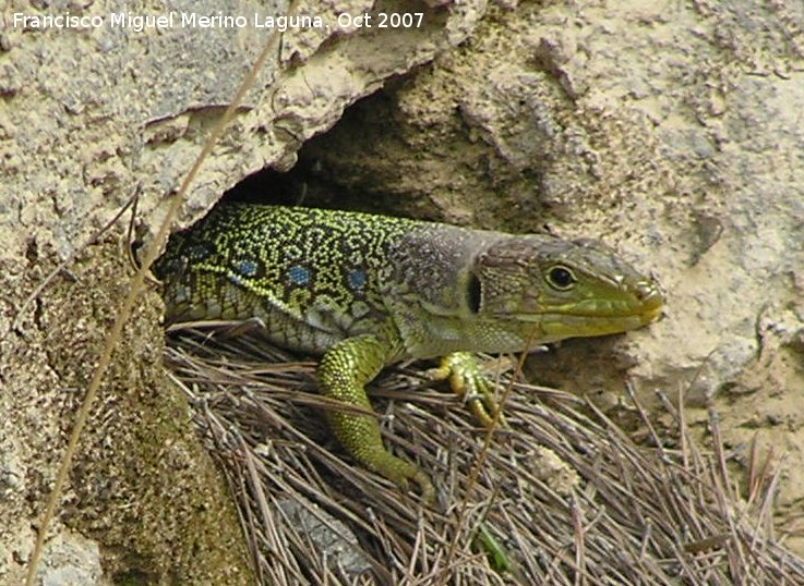 Lagarto ocelado - Lagarto ocelado. 