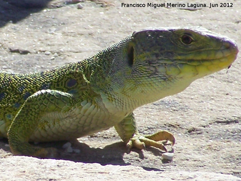 Lagarto ocelado - Lagarto ocelado. Yacimiento de Baelo Claudia - Tarifa