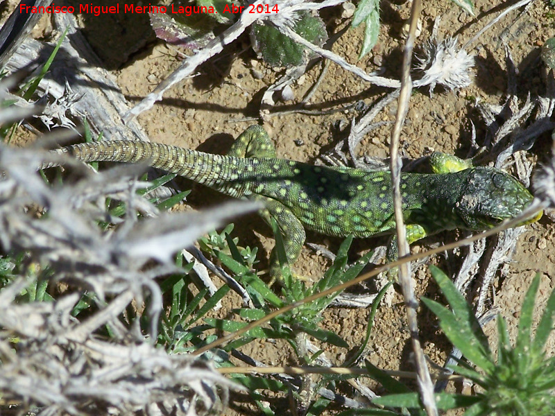 Lagarto ocelado - Lagarto ocelado. Cerro de los Vientos - Baeza