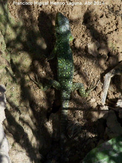 Lagarto ocelado - Lagarto ocelado. Cerro de los Vientos - Baeza