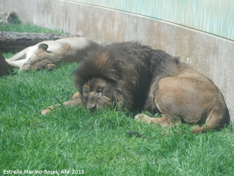 Len - Len. Zoo de Crdoba