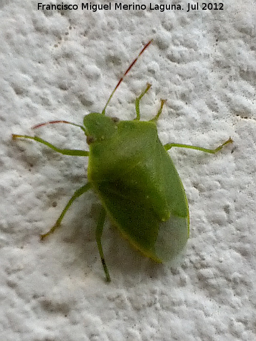 Chinche verde - Chinche verde. Aldea Morrin - Yeste