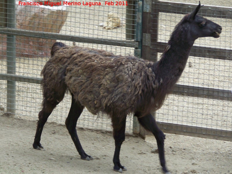 Llama - Llama. Tabernas