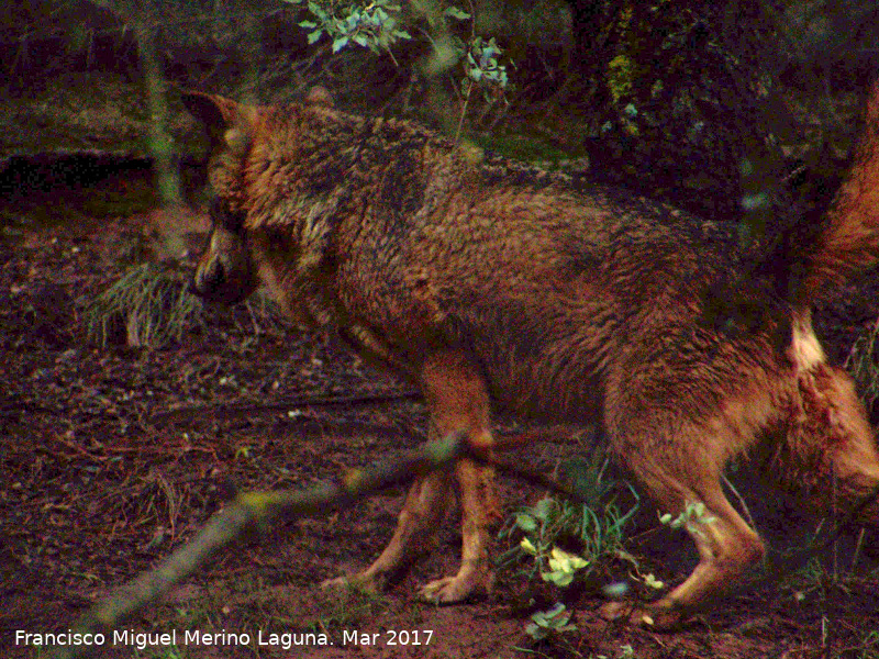 Lobo Ibrico - Lobo Ibrico. Riopar