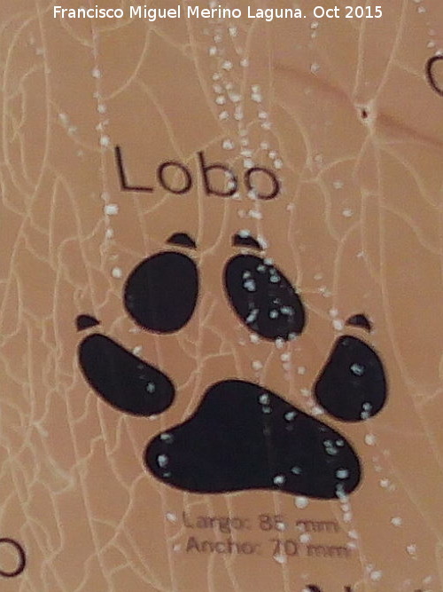 Lobo Ibrico - Lobo Ibrico. Huella