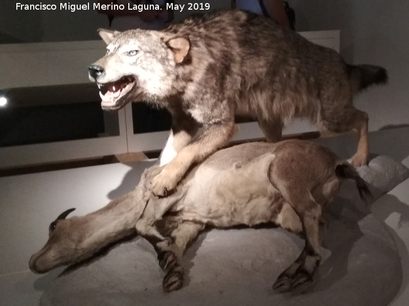 Lobo Ibrico - Lobo Ibrico. Parque de las Ciencias - Granada