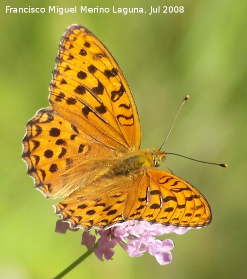 Mariposa lunares de Plata - Mariposa lunares de Plata. Segura