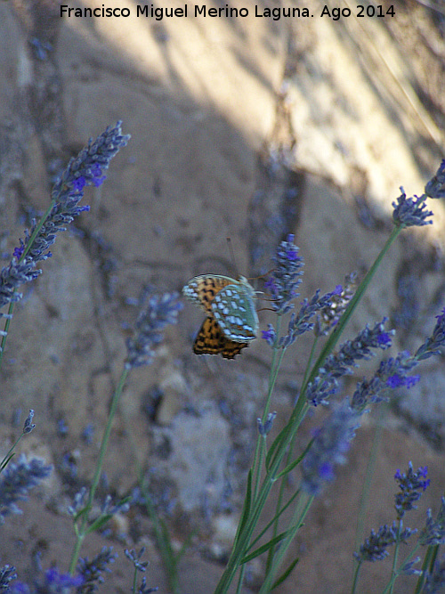 Mariposa lunares de Plata - Mariposa lunares de Plata. Las Castaetas - Villacarrillo