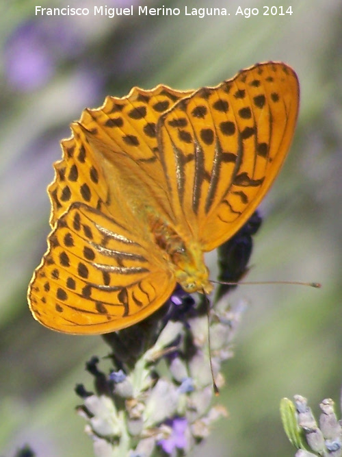 Mariposa lunares de Plata - Mariposa lunares de Plata. Las Castaetas - Villacarrillo