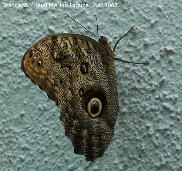 Mariposa bho - Mariposa bho. Granada