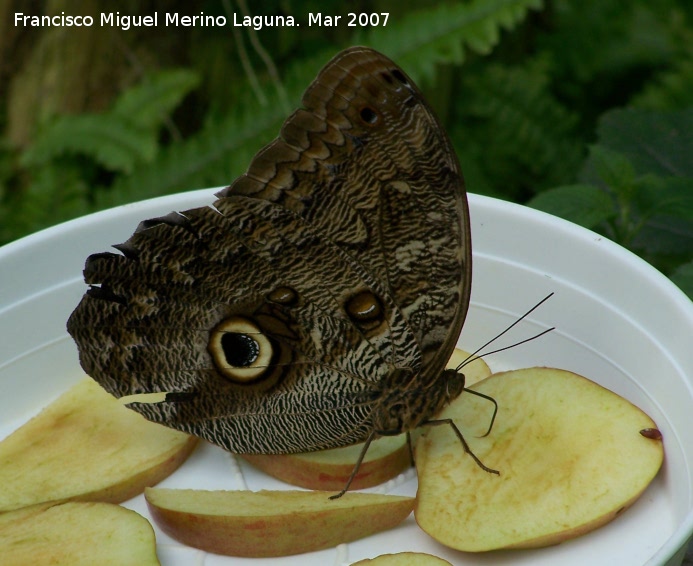 Mariposa bho - Mariposa bho. Granada