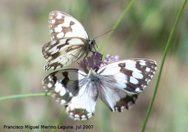 Mariposa Melanargia lachesis - Mariposa Melanargia lachesis. Segura