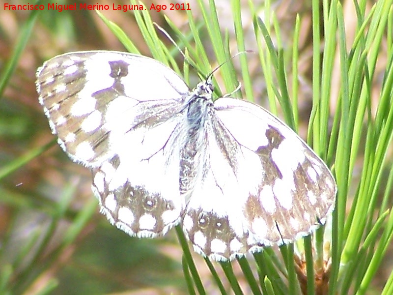 Mariposa Melanargia lachesis - Mariposa Melanargia lachesis. Los Anchos - Santiago Pontones