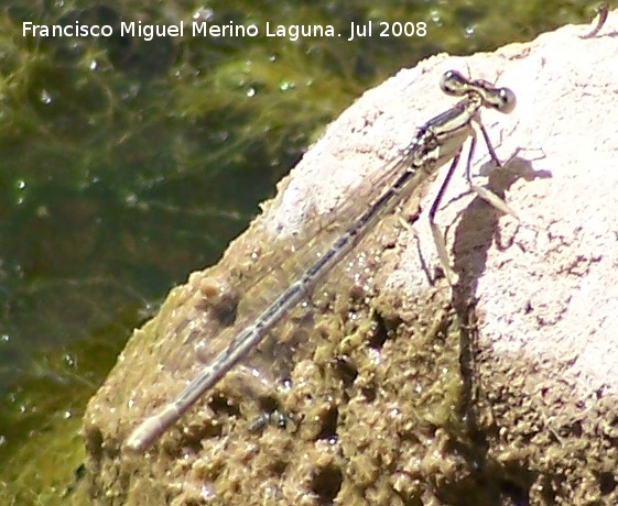 Liblula Platycnemis - Liblula Platycnemis. Los Caones - Jan