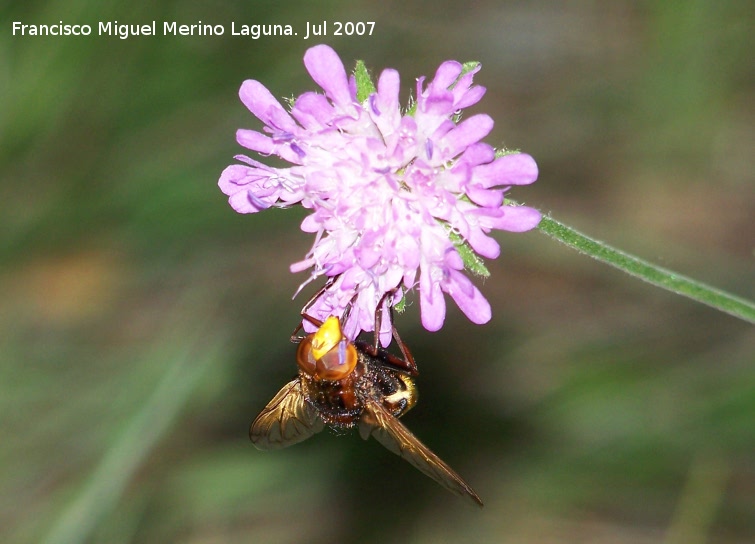 Mosca de las flores - Mosca de las flores. Segura