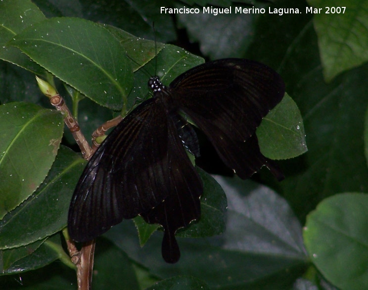 Mariposa Pachliopta kotzebuea - Mariposa Pachliopta kotzebuea. Granada