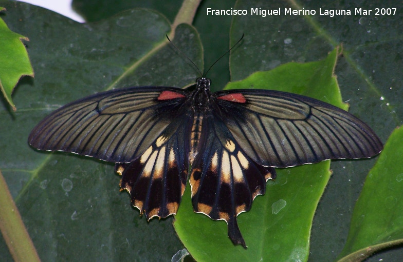 Mariposa Cola de mandarina asitica - Mariposa Cola de mandarina asitica. Granada