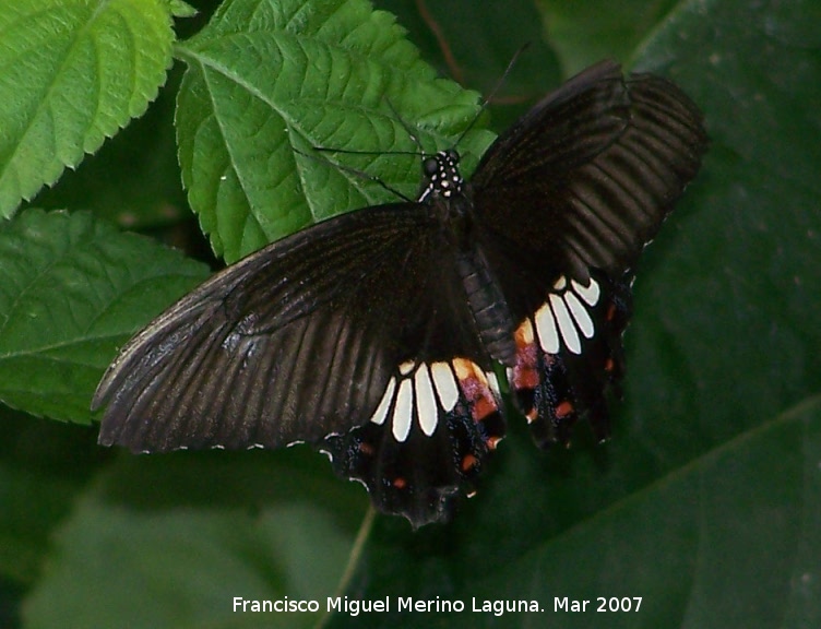 Mariposa Cola de mandarina asitica - Mariposa Cola de mandarina asitica. Granada