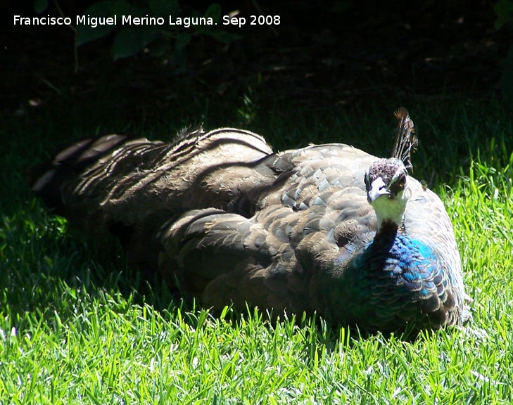 Pjaro Pavo real - Pjaro Pavo real. Crdoba