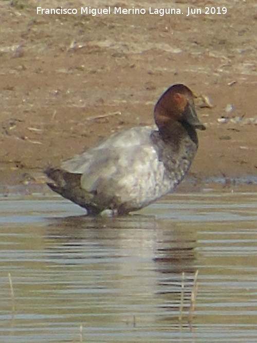 Pjaro Porrn - Pjaro Porrn. Laguna Dulce - Campillos