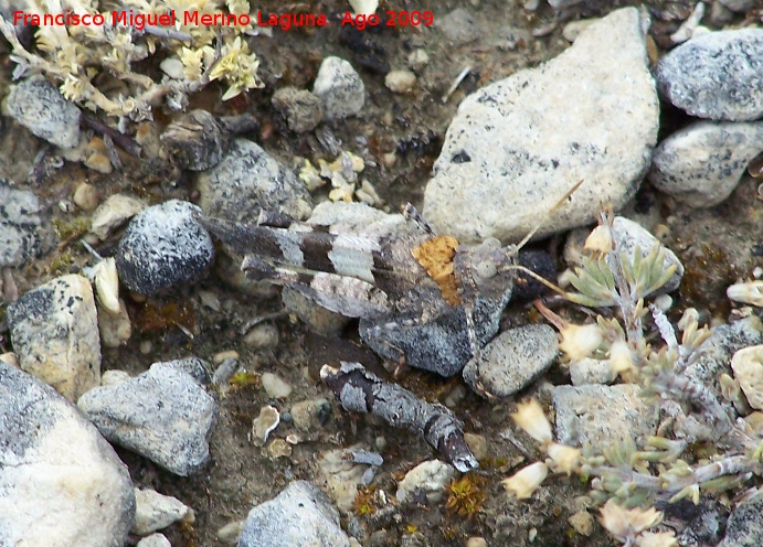 Saltamontes de alas azules - Saltamontes de alas azules. Santiago Pontones