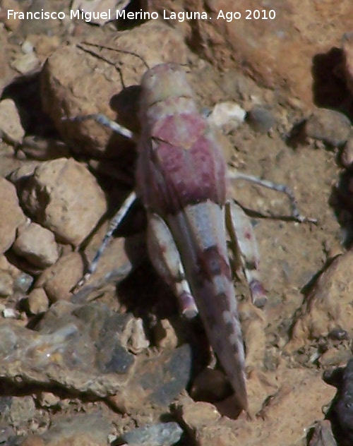 Saltamontes de alas azules - Saltamontes de alas azules. Calahorra