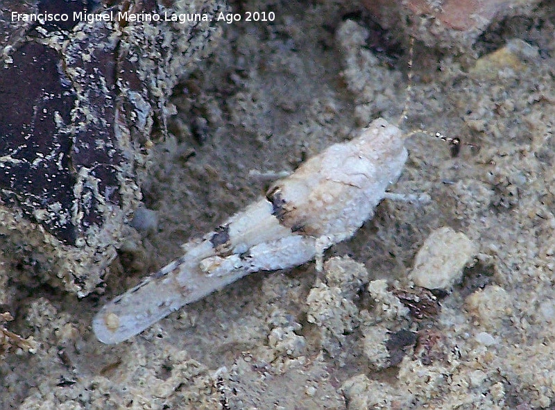 Saltamontes de alas azules - Saltamontes de alas azules. Prado Maguillo - Santiago Pontones