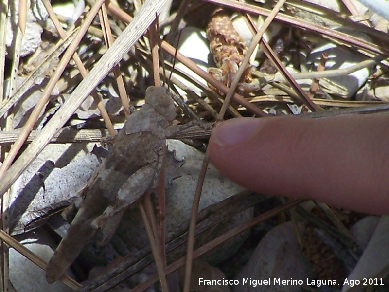 Saltamontes de alas azules - Saltamontes de alas azules. Venta de Rampias - Santiago Pontones