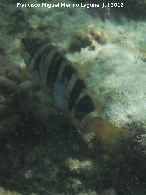 Pez Serrano - Pez Serrano. Isla de Tabarca - Alicante