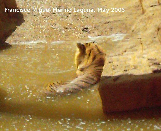 Tigre - Tigre. Tabernas