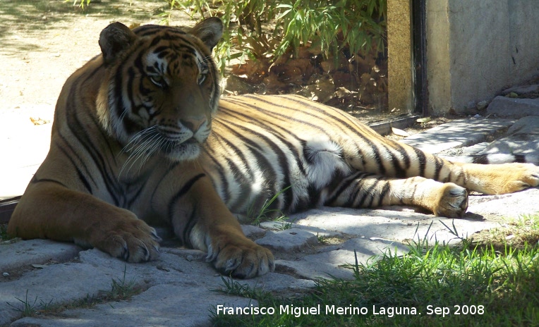 Tigre - Tigre. Crdoba