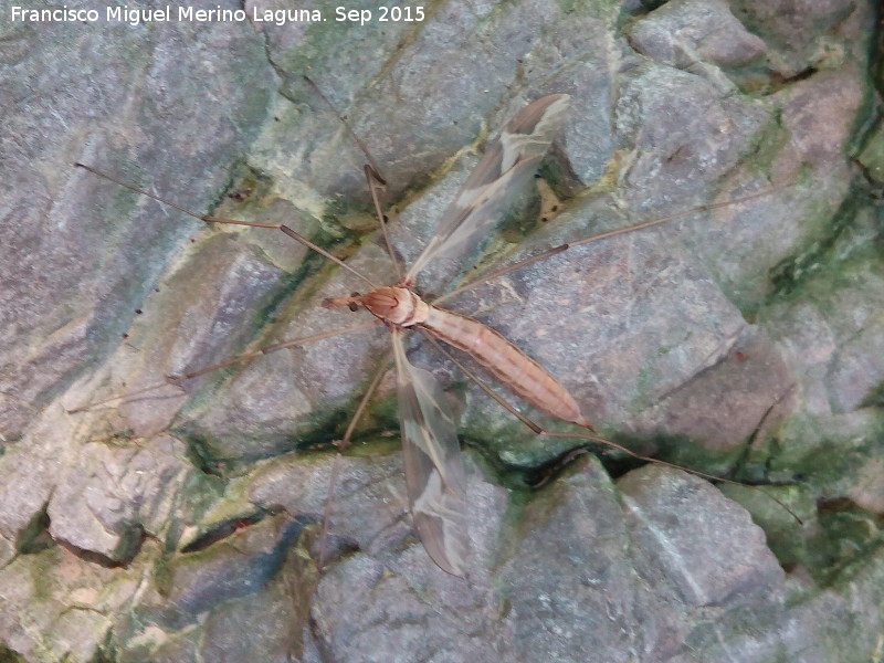 Tipula - Tipula. Nacimiento del Ro Cuadros - Bedmar