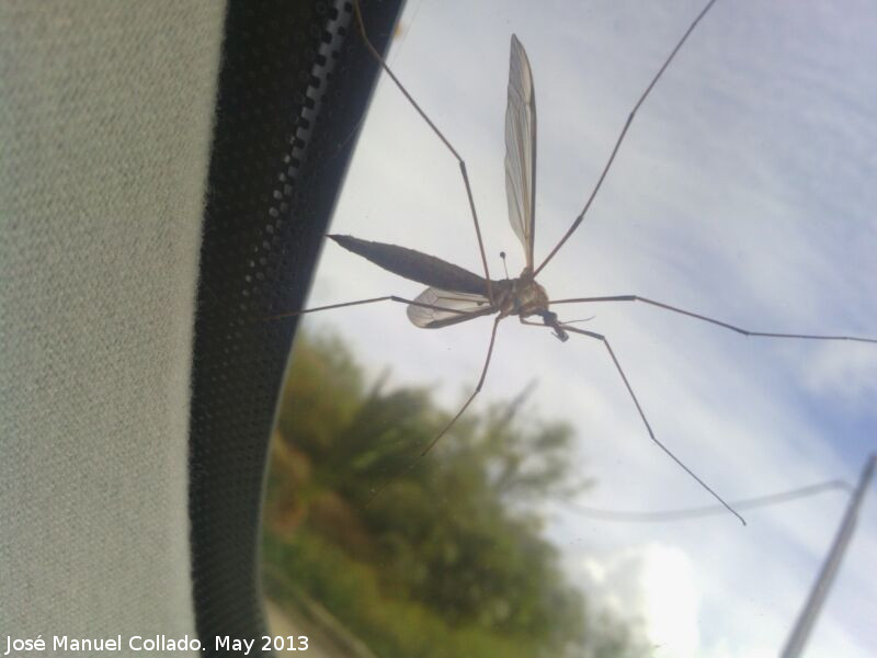 Tipula - Tipula. Navas de San Juan